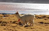 BOLIVIA 2 - Lama alla Laguna Colorada - 5